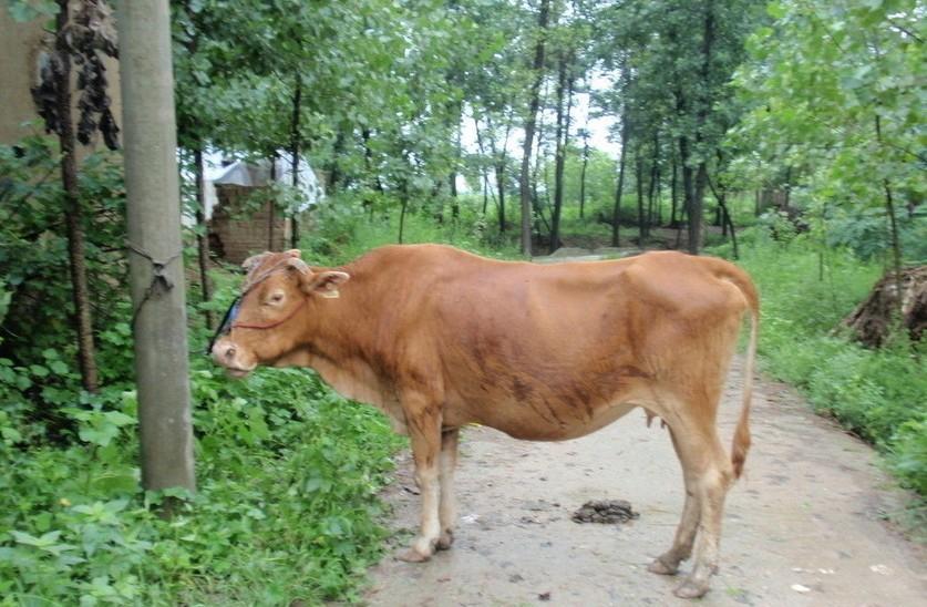 平阳最新求一个套医保卡的黄牛是真的吗方法分析(最方便真实的平阳求一个套医保卡的黄牛是真的吗还是假的方法)